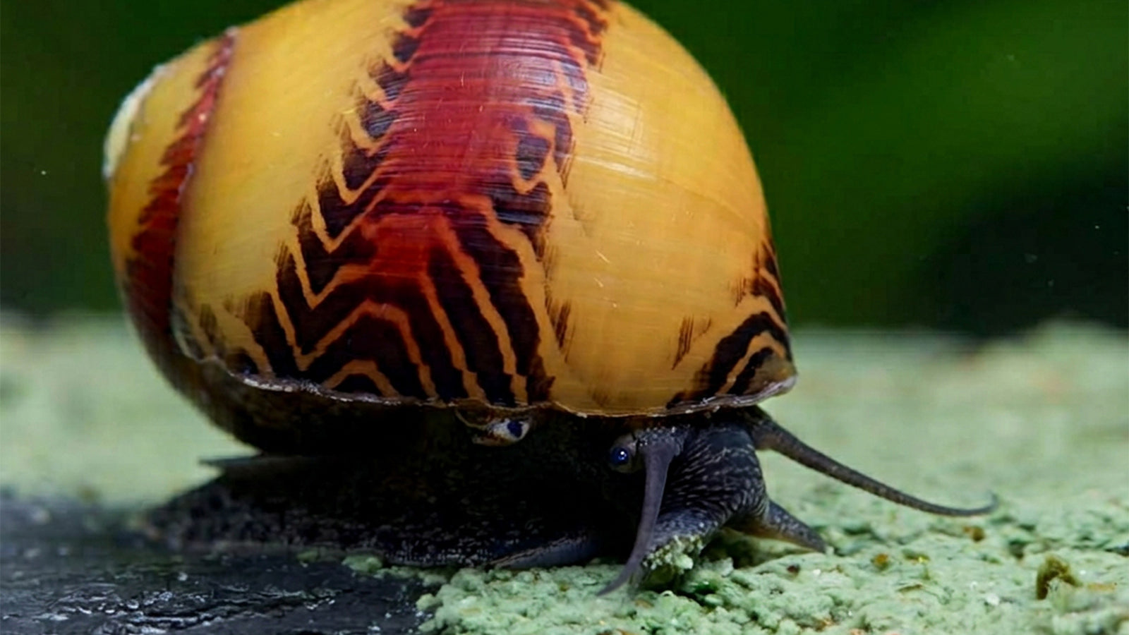NatureHolic Snailfeed Pudding Schneckenfutter 50 g als Puddingpaste zum Andrücken an die Aquarienscheibe für Aufwuchs fressende Aquarienschnecken

