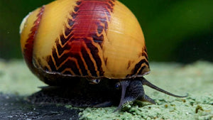 Schnecke im Aquarium am fressen von Schnecken Pudding