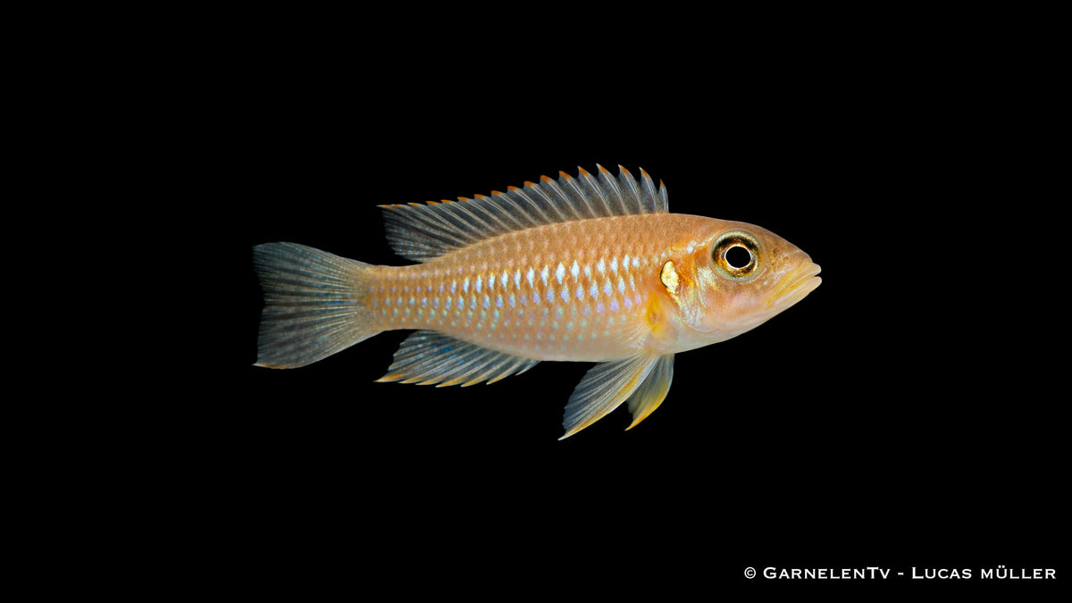 Detailaufnahme eines intensiv gelb gefärbten Schneckenbuntbarschs mit klarer Zeichnung