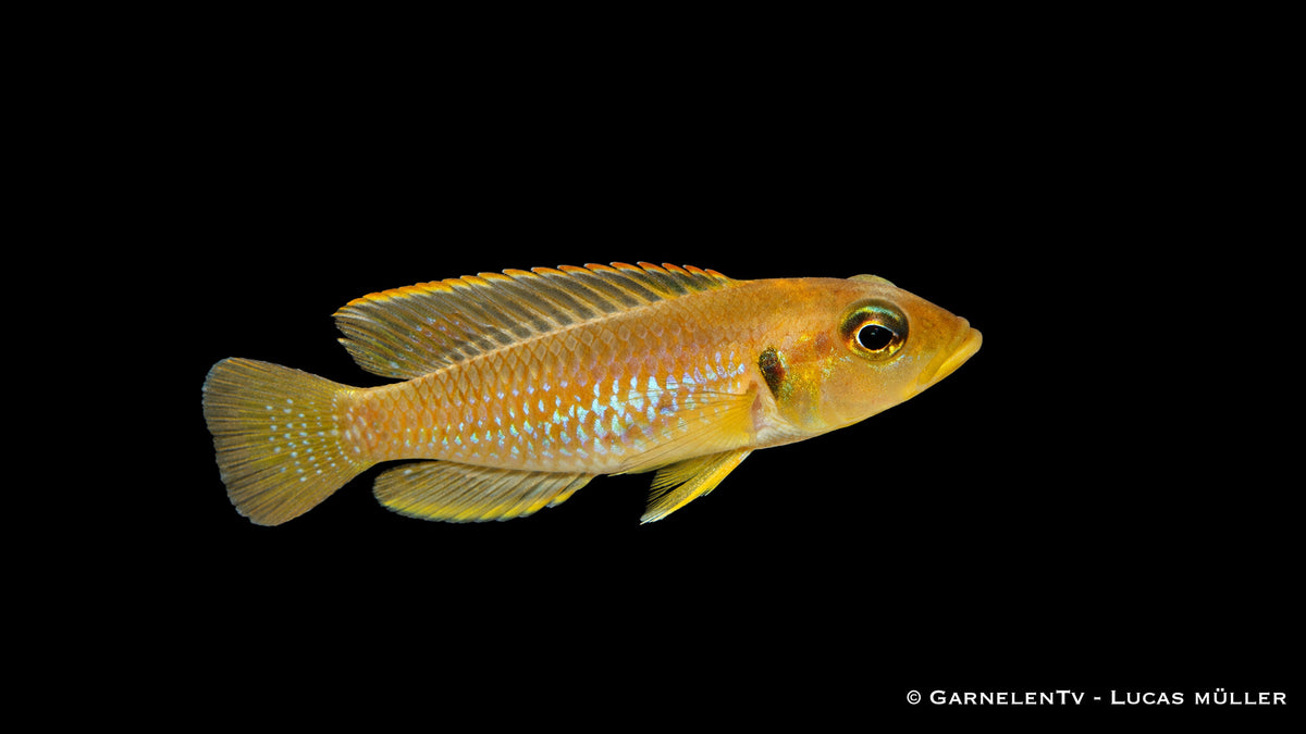 Goldener Schneckenbuntbarsch im Sand mit typischem Verhalten rund um Schneckenhäuser