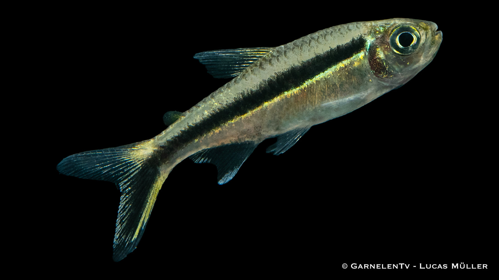 Schrägschwimmer (Thayeria boehlkei) im Aquarium