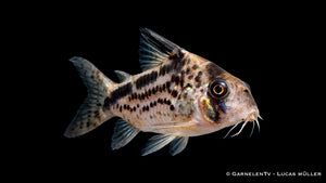 Corydoras loxozonus in Seitenansicht auf sandigem Bodengrund im Aquarium