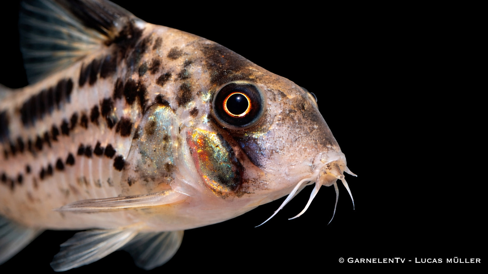 Schrägband Panzerwels Corydoras loxozonus mit typischem dunklen Schrägband auf hellem Körper