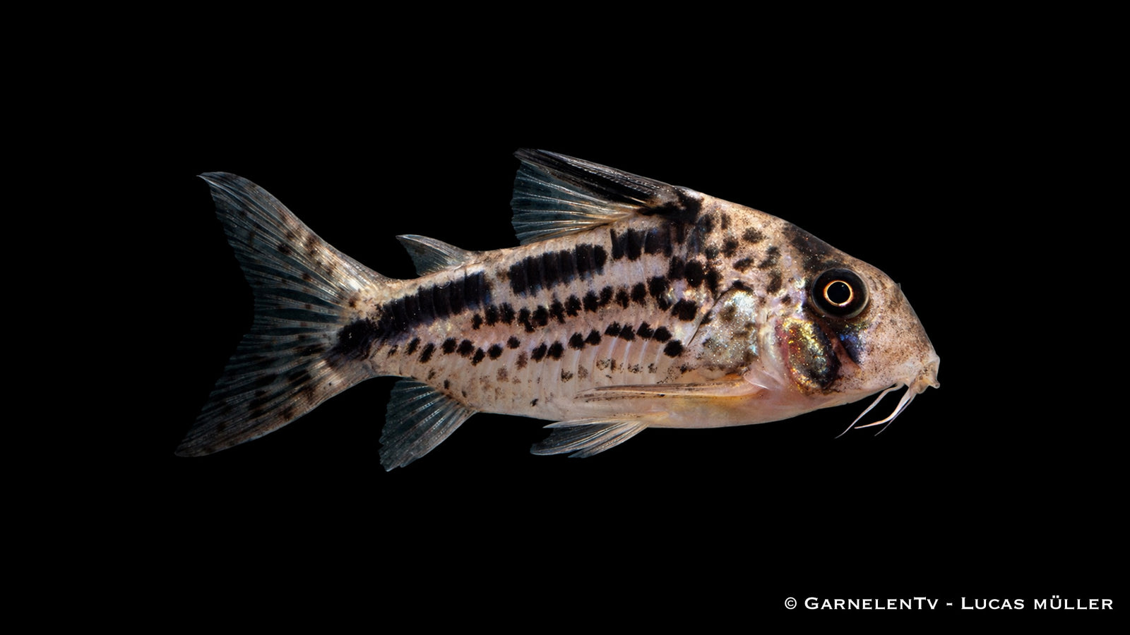 Schrägband Panzerwels Corydoras loxozonus mit typischem dunklen Schrägband auf hellem Körper