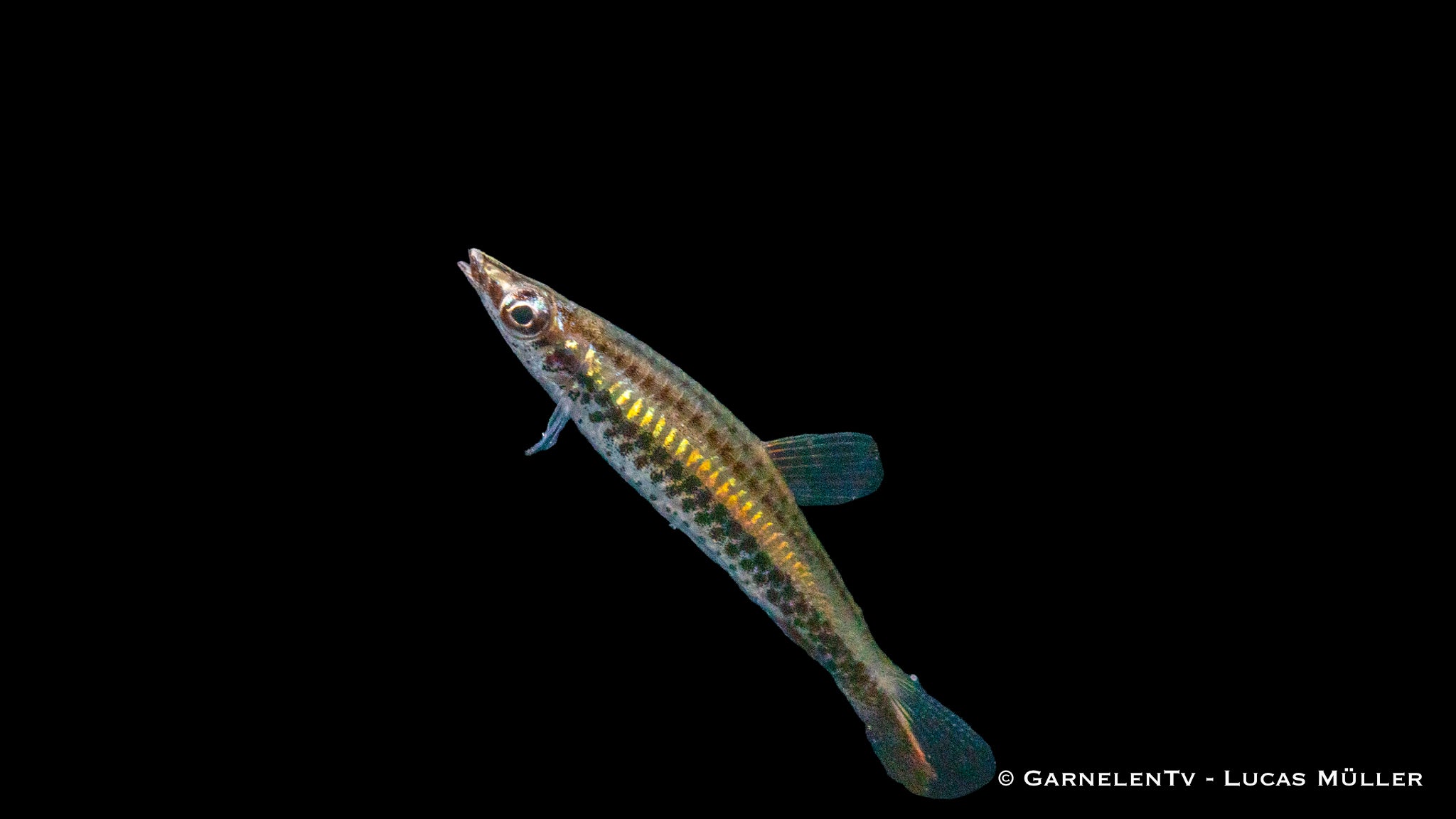 Schrägsteher - Nannostomus unifasciatus