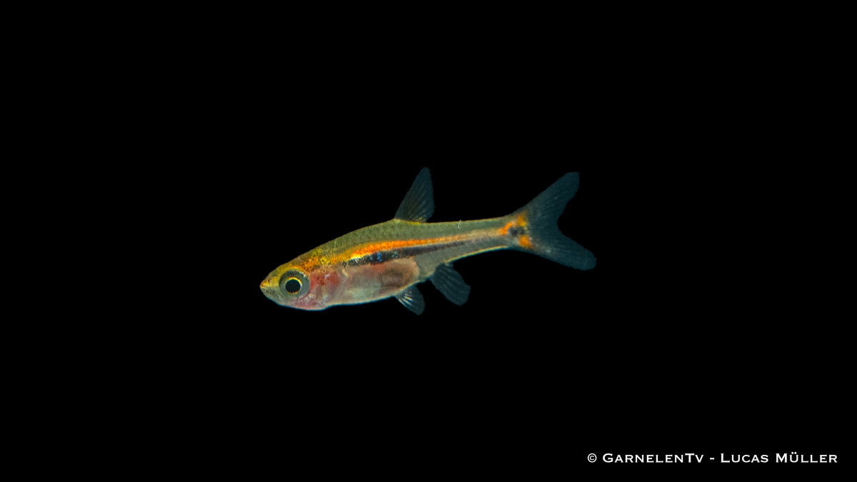 Schwanzstreifenrasbora (Boraras urophthalmoides) Schwarm
