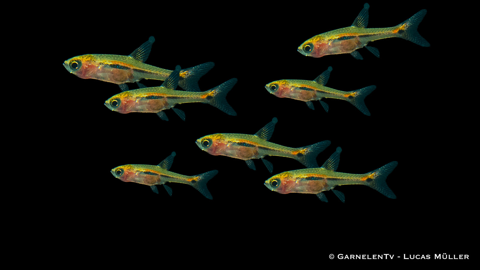 Schwanzstreifenrasbora (Boraras urophthalmoides) im Aquarium