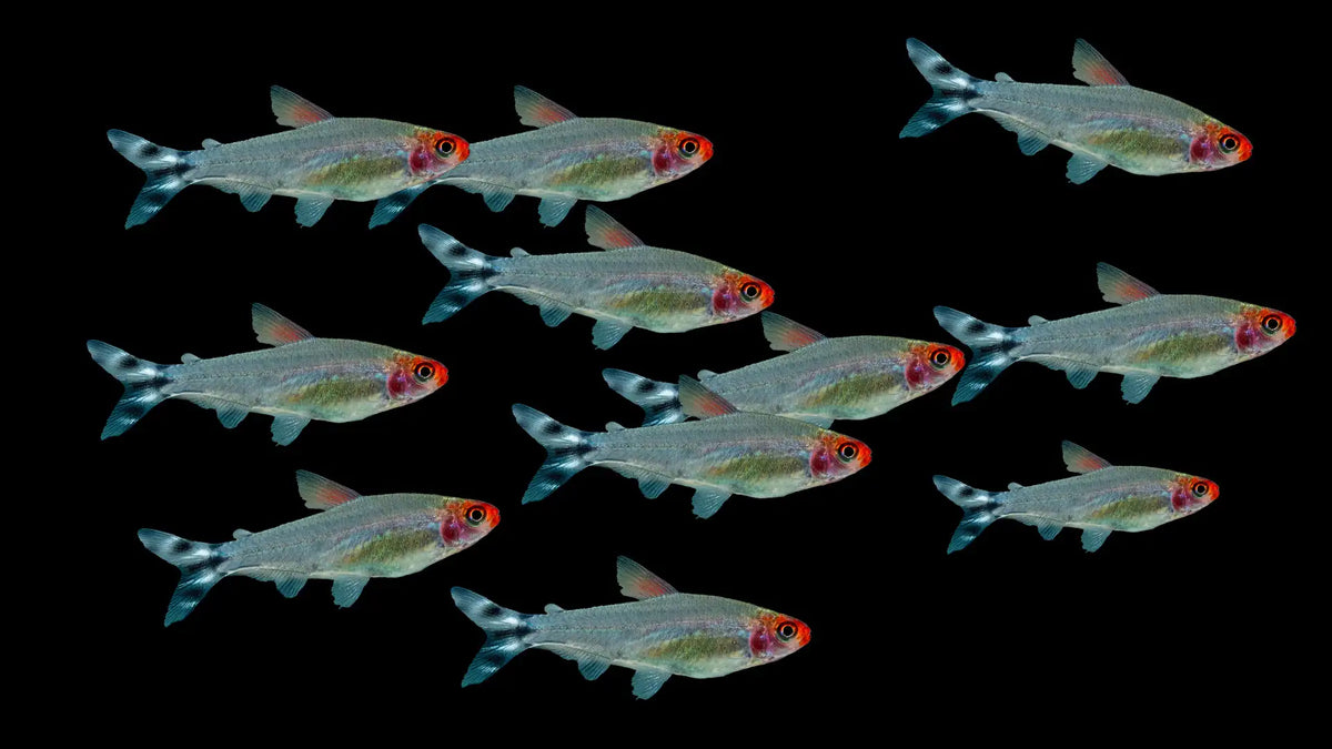 Rotkopfsalmler Großschwarm Set 20, 30, 50 oder 100 Tiere