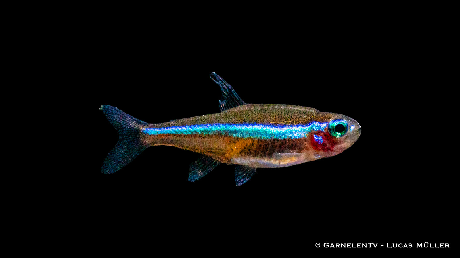 Blauer Neon Paracheirodon simulans mit blauem Streifen