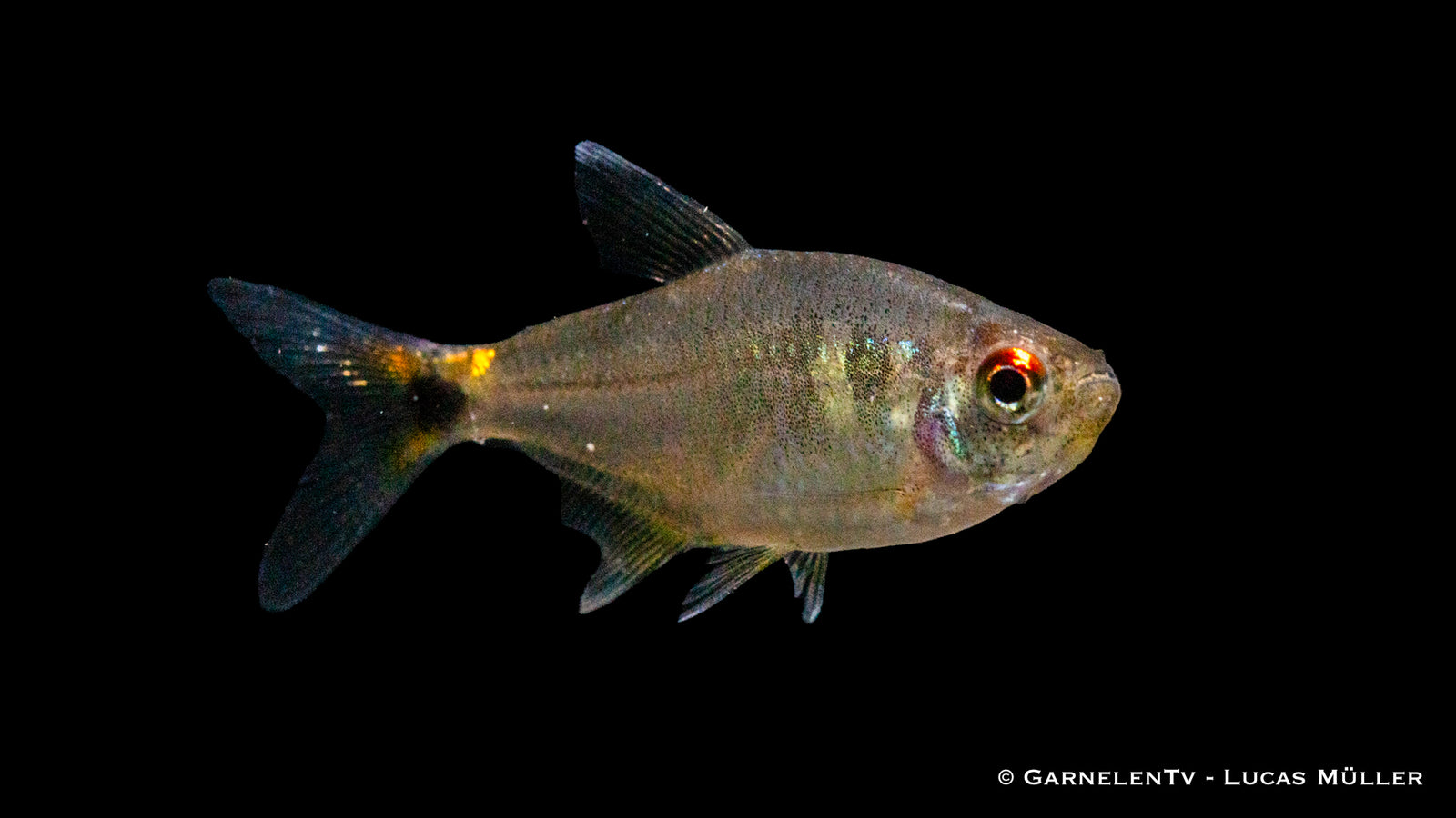 Laternenträger Hemigrammus ocellifer im Aquarium