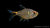 Laternenträger Hemigrammus ocellifer im Aquarium