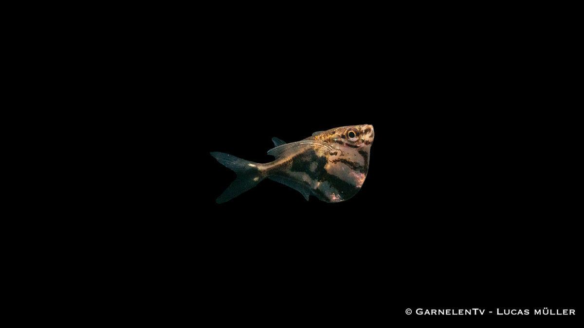 Schwarm Marmorbeilbauchfische im Süßwasseraquarium
