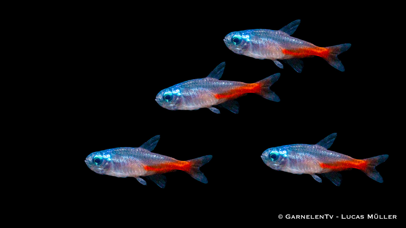 Neonsalmler Diamant Paracheirodon innesi im Aquarium