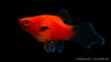 Schwarm Pinselplaty Korall Rot Wagtail mit anderen Fischen
