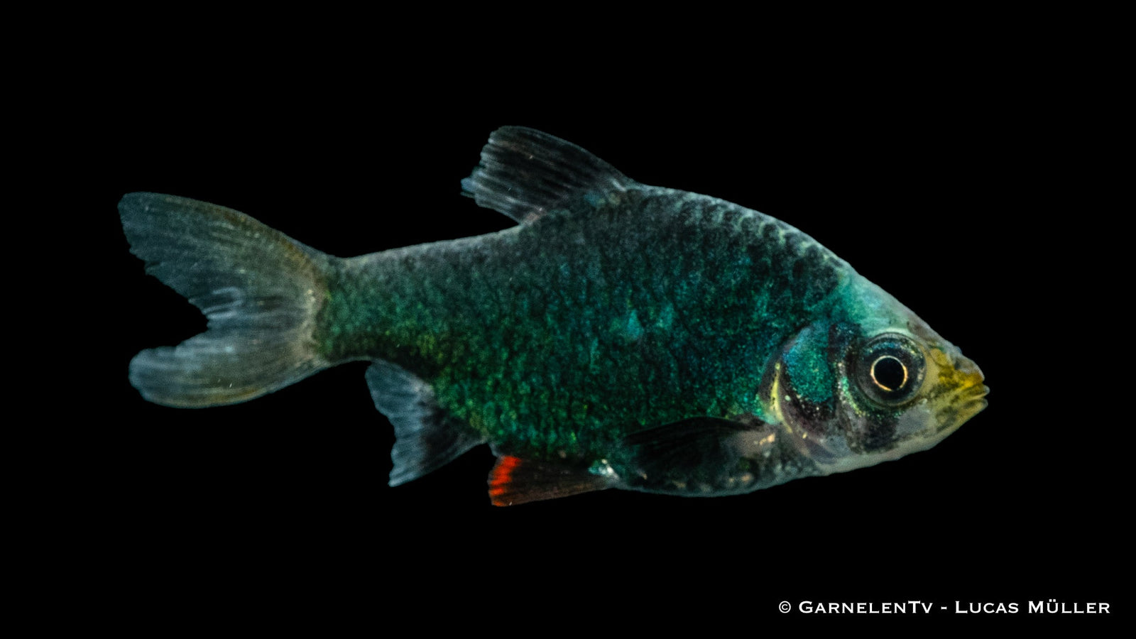 Moosbarbe XXL Puntigrus tetrazona im Aquarium