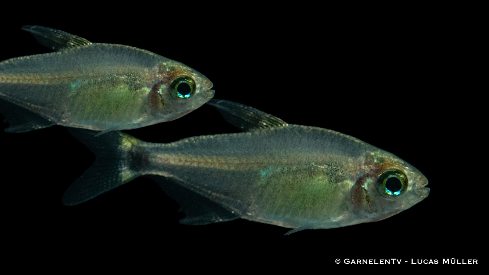 Procyon Salmler (Hyphessobrycon procyon) im Aquarium