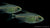 Procyon Salmler (Hyphessobrycon procyon) im Aquarium