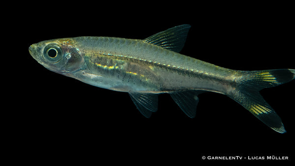 Schwarm von Rasbora trilineata in einem bepflanzten Becken