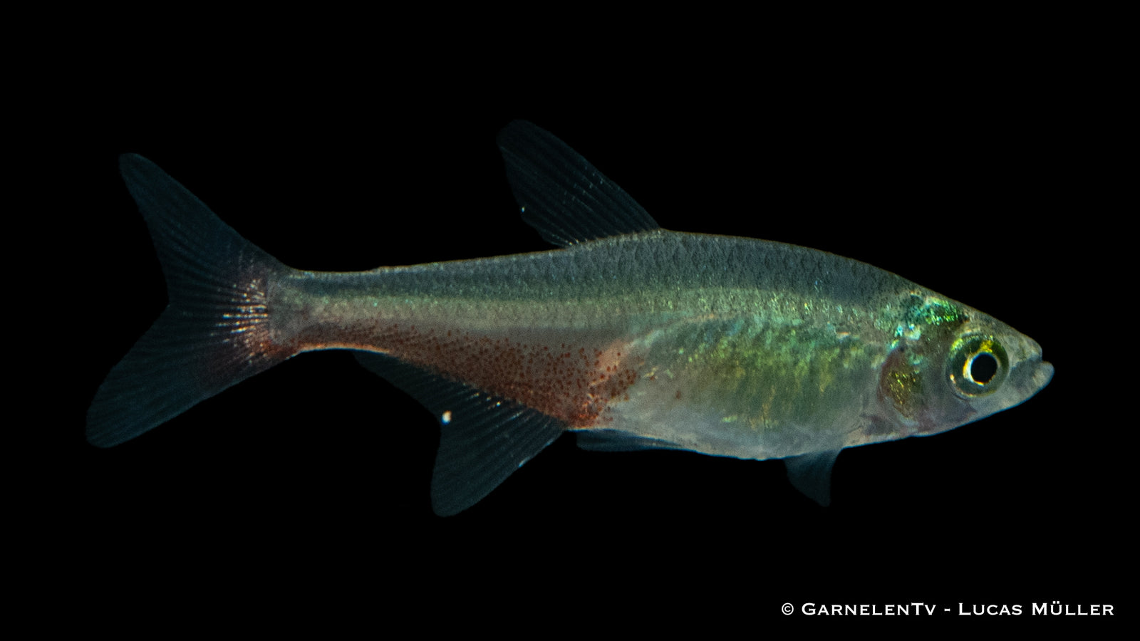 Rubinsalmler (Aphyocharax rathbuni) im Aquarium