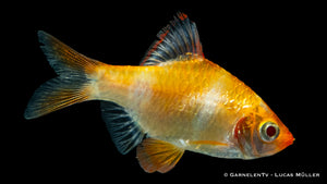 Schwarm von Sumatrabarben Gold