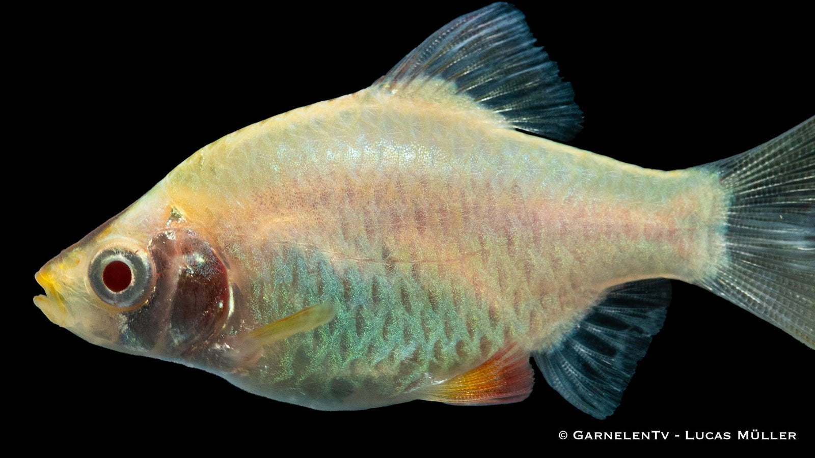 Schwarm_von_Sumatrabarben_Platin_XL_beim_Schwimmen