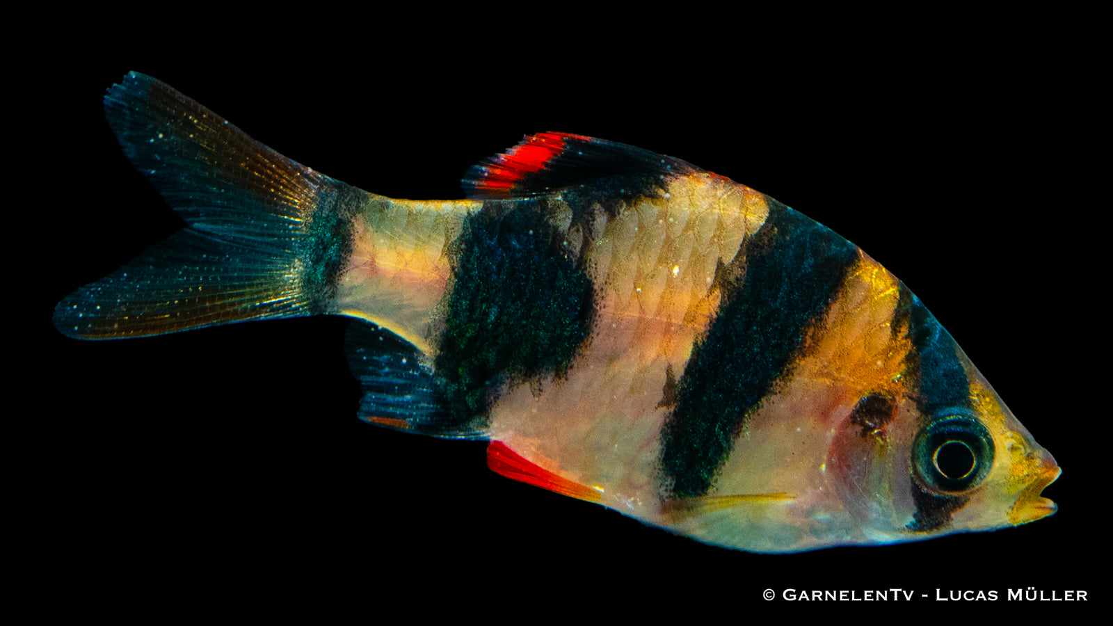 Nahaufnahme einer Sumatrabarbe