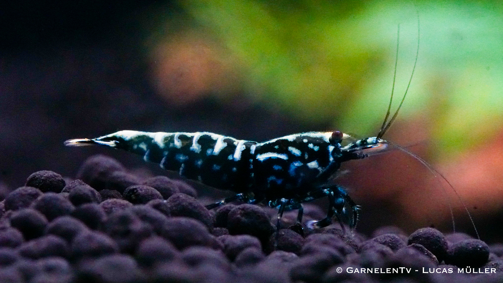 Schwarze Galaxy Fishbone Garnele im Aquarium