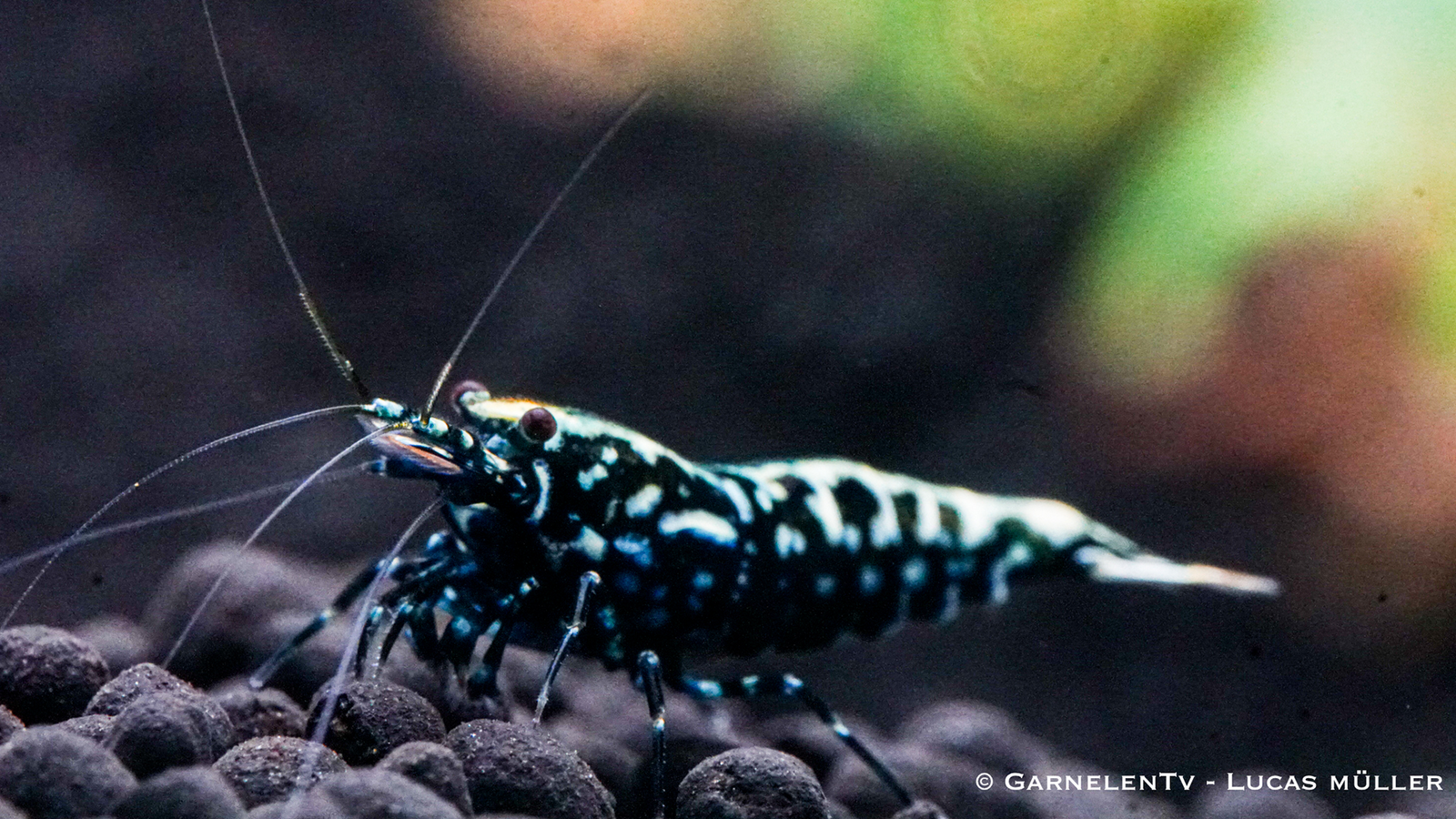 Schwarze Galaxy Fishbone Garnele im Aquarium