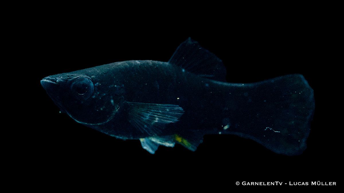 Schwarze Molly Poecilia sphenops im Gemeinschaftsbecken