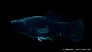 Schwarze Molly Poecilia sphenops im Gemeinschaftsbecken