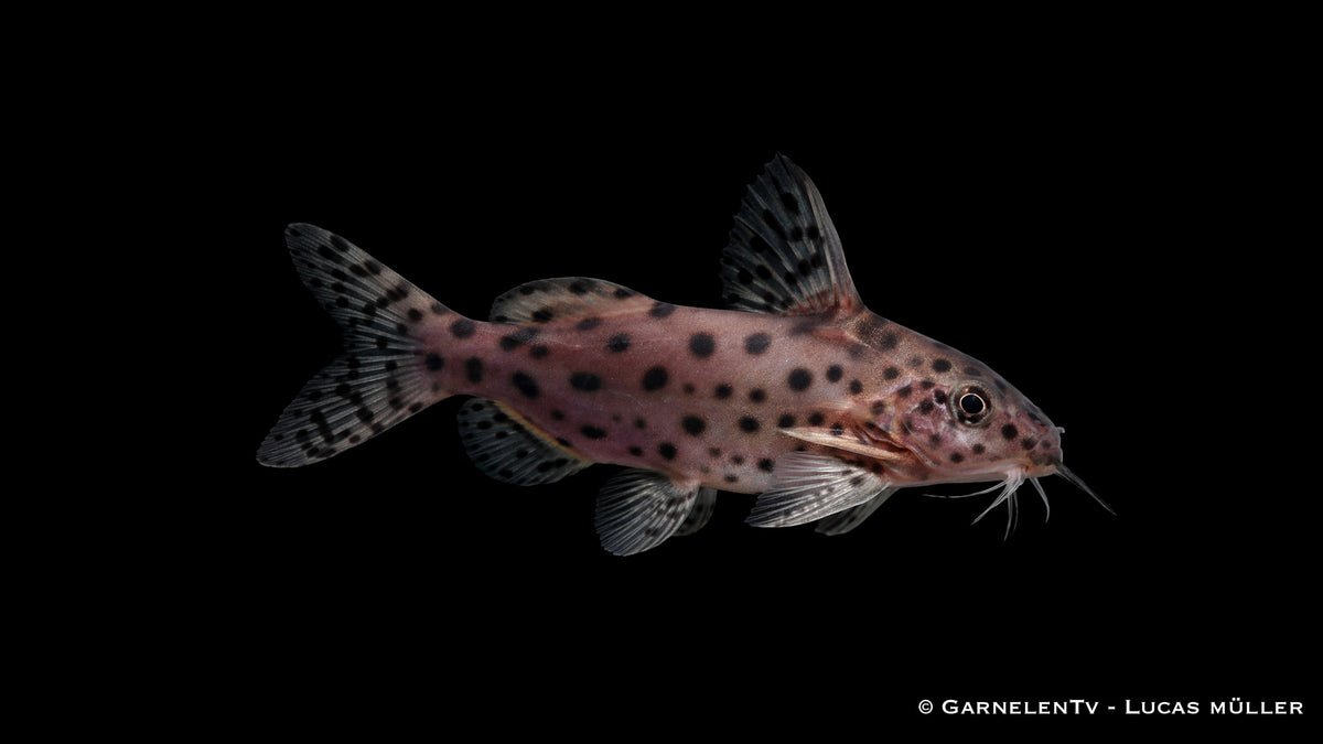 Aktiver Schwarzer Fiederbartwels bei der Nahrungssuche am Boden, feine Details der Flossen und Hautstruktur, hochwertig ausgeleuchtet