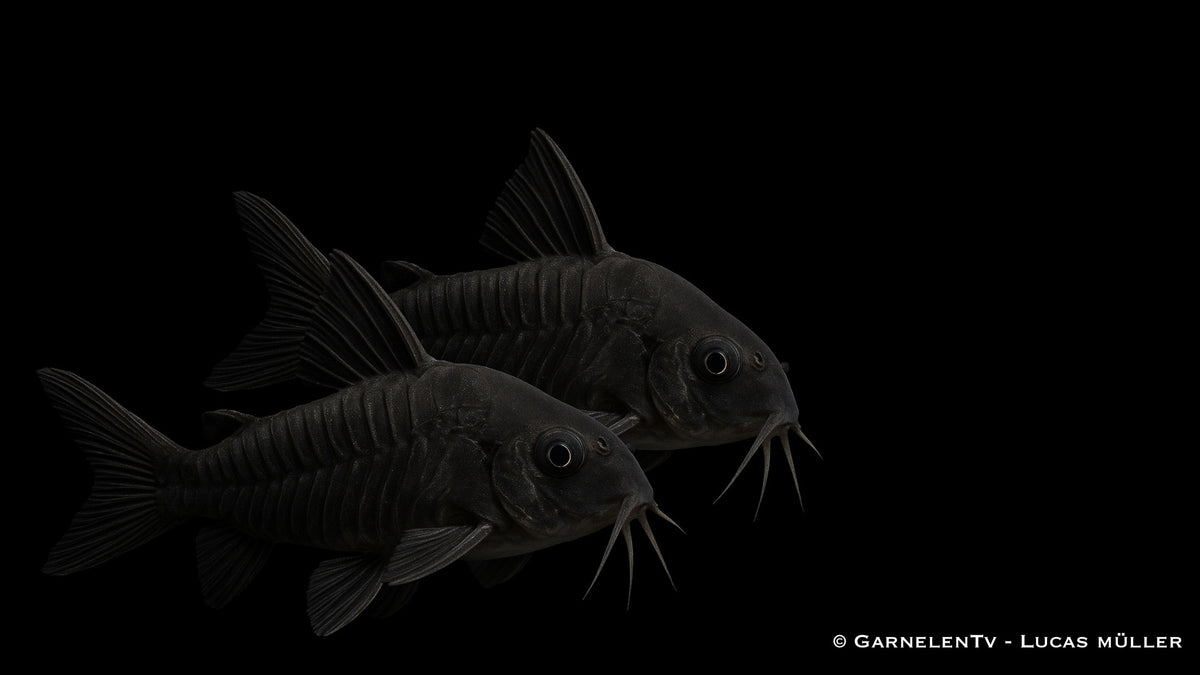 Schwarzer Metallpanzerwels - Corydoras aeneus &quot;black&quot;