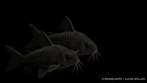 Schwarzer Metallpanzerwels - Corydoras aeneus "black"