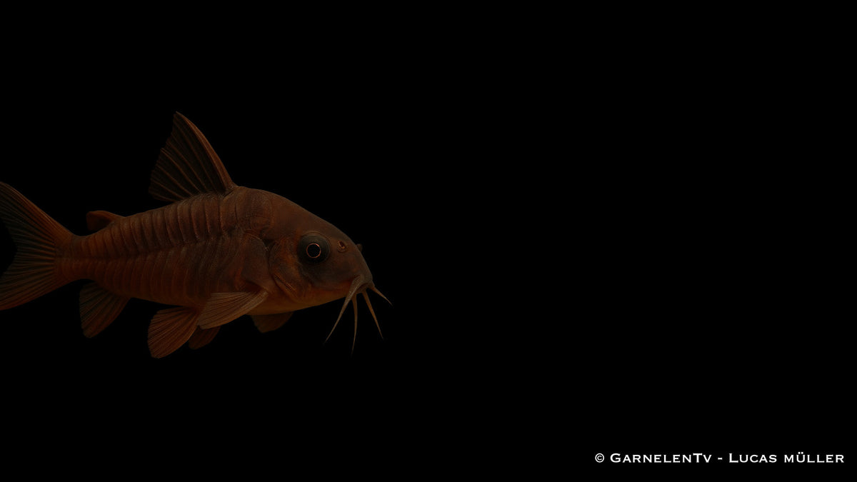Schwarzer Metallpanzerwels - Corydoras aeneus &quot;black&quot;
