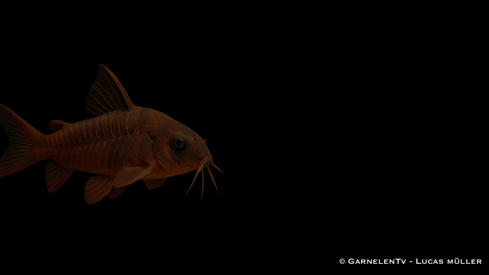 Schwarzer Metallpanzerwels - Corydoras aeneus "black"