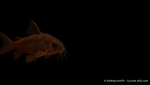 Schwarzer Metallpanzerwels - Corydoras aeneus "black"