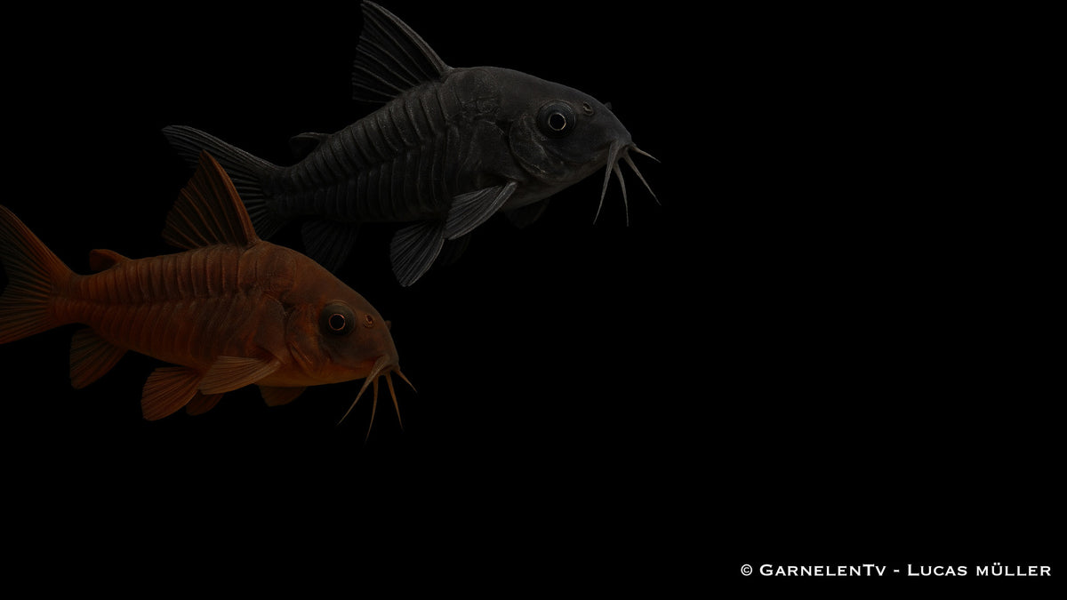 Schwarzer Metallpanzerwels - Corydoras aeneus &quot;black&quot;