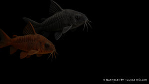 Schwarzer Metallpanzerwels - Corydoras aeneus "black"