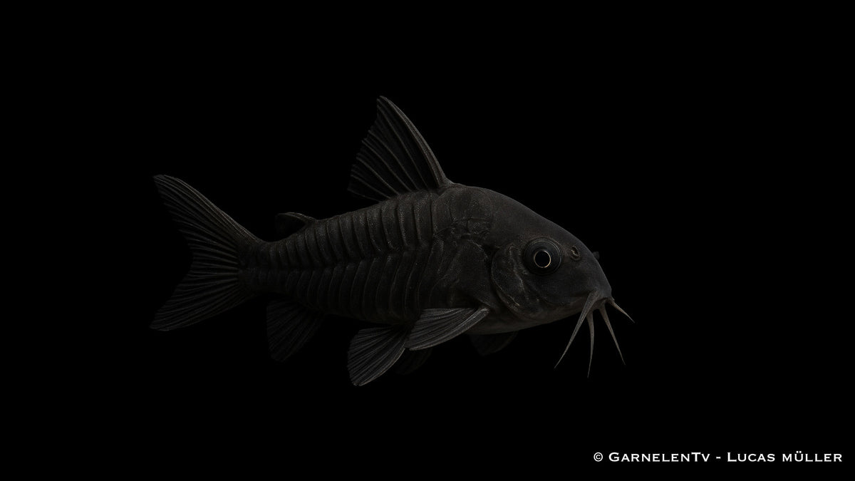 Schwarzer Metallpanzerwels - Corydoras aeneus &quot;black&quot;