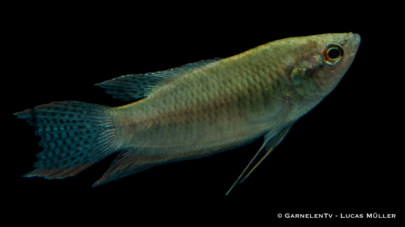 Schwarzer Makropode Macropodus concolor im Aquarium