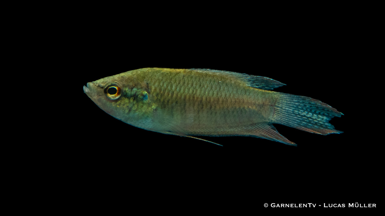 Schwarzer Makropode Macropodus concolor im Aquarium