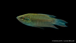 Makropodus concolor DNZ Zierfisch für Aquarien