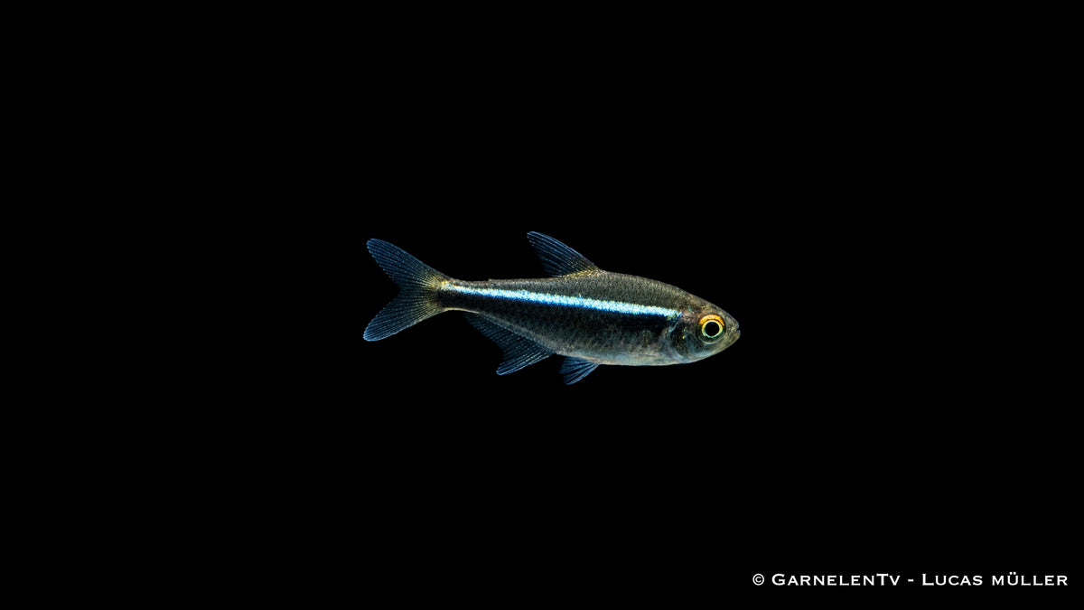Schwarzer Neon - Hyphessobrycon herbertaxelrodi