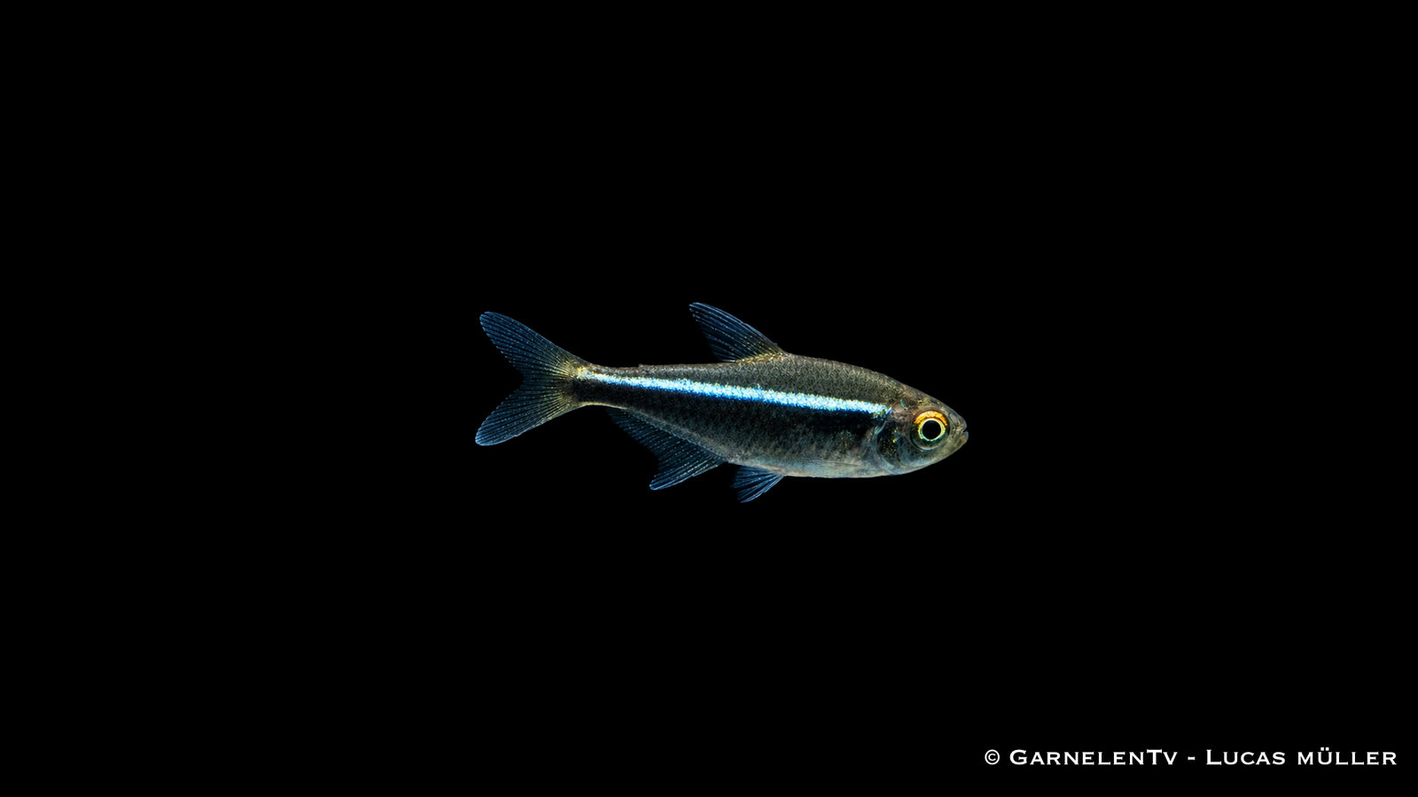 Schwarzer Neon - Hyphessobrycon herbertaxelrodi