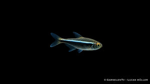 Schwarzer Neon - Hyphessobrycon herbertaxelrodi