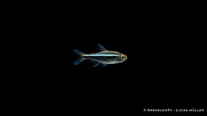 Schwarzer Neon - Hyphessobrycon herbertaxelrodi