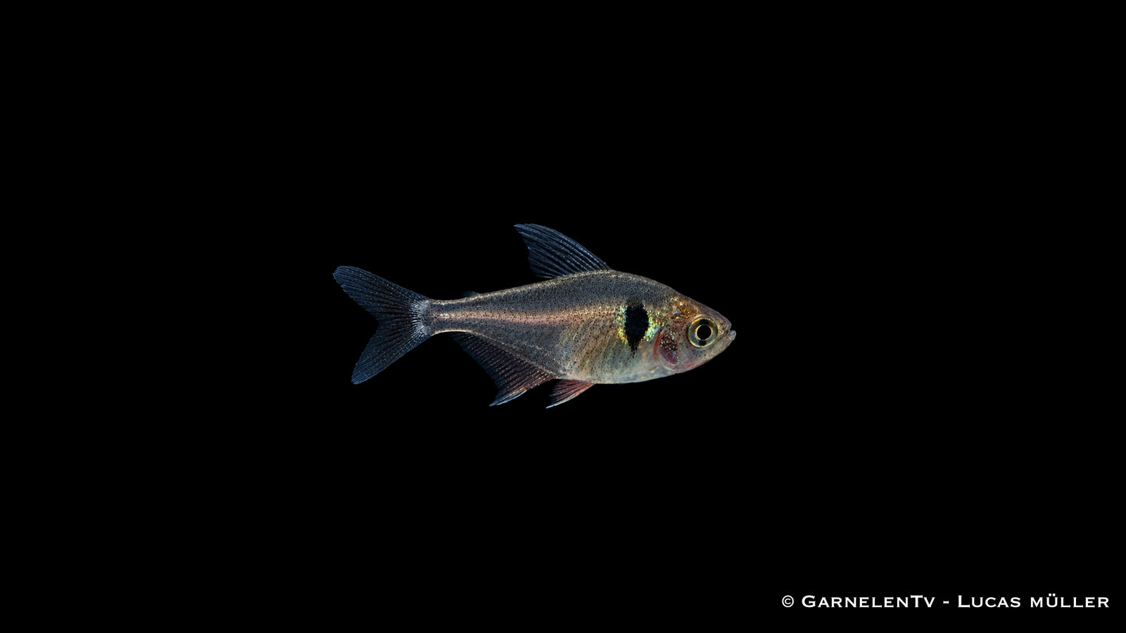 Schwarzer Phantomsalmler - Hyphessobrycon megalopterus