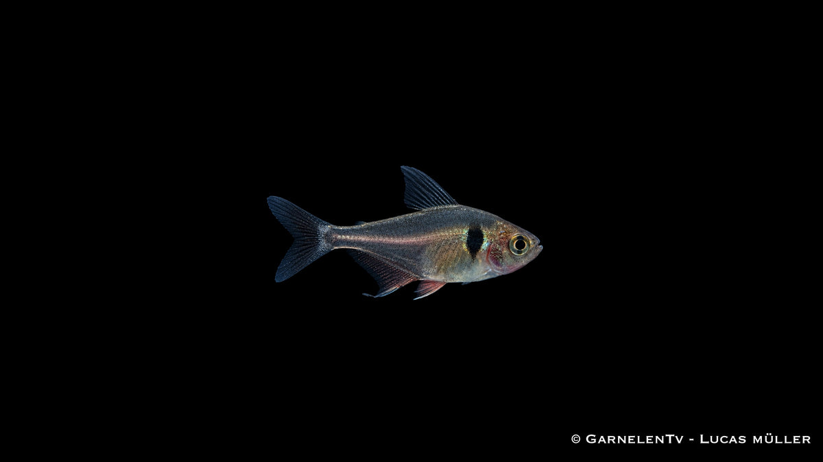 Schwarzer Phantomsalmler - Hyphessobrycon megalopterus