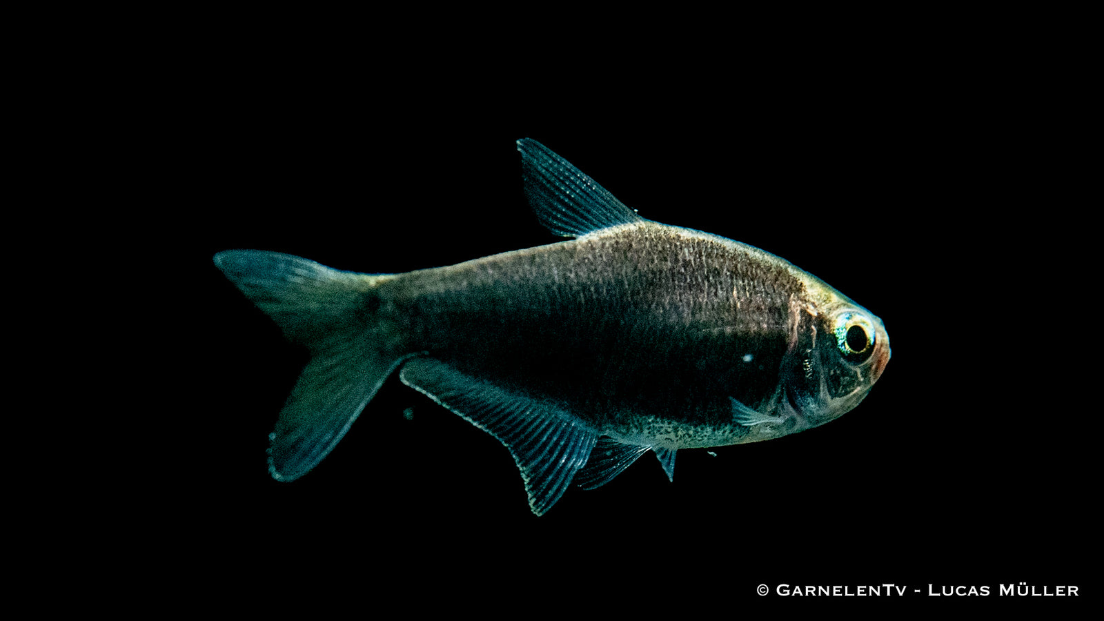 Schwarzer Kaisertetra (Nematobrycon palmeri "black") im Aquarium