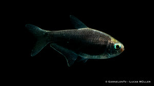 Schwarzer Kaisertetra Zierfisch für Aquarien